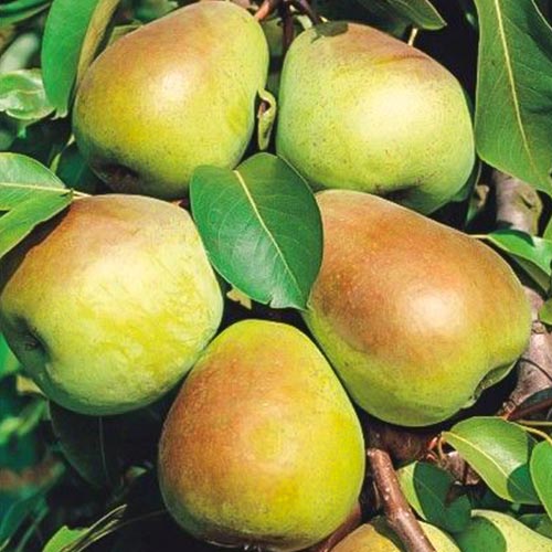 Grusza Lukasówka interface.image 1 interface.art 6919