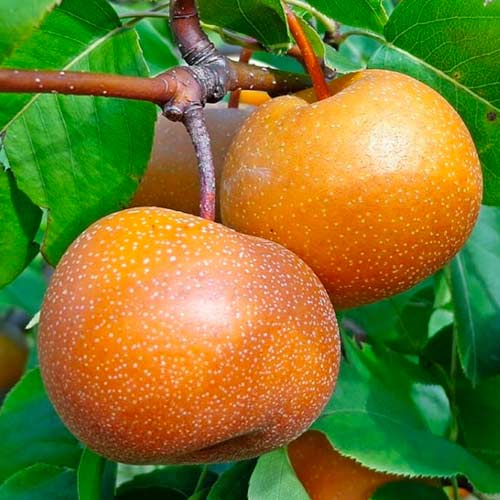 Grusza Nashi interface.image 1 interface.art 1625