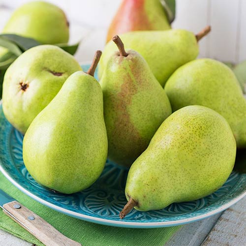 Grusza Passe Crassane interface.image 1 interface.art 4307