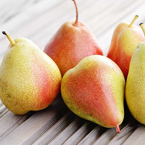 Grusza Santa Maria, С2 interface.art zdjęcie 1 Grusza Santa Maria, С2 interface.image 1 interface.art 4305