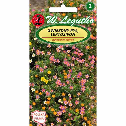 Gwiezdny pył (Leptosifon), mieszanka Legutko interface.art zdjęcie 1 Gwiezdny pył (Leptosifon), mieszanka Legutko interface.image 1 interface.art 96712