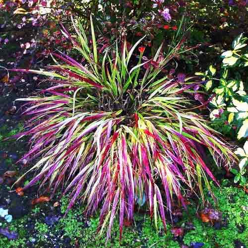 Hakonechloa smukła Naomi interface.image 2 interface.art 9550