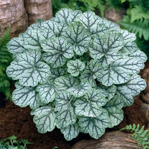 Heuchera (Żurawka) Venus interface.image 1 interface.art 3214