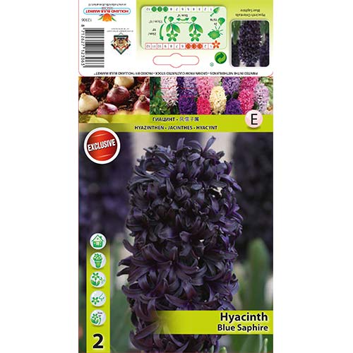 Hiacynt Blue Saphire interface.art zdjęcie 1 Hiacynt Blue Saphire interface.image 1 interface.art 67358