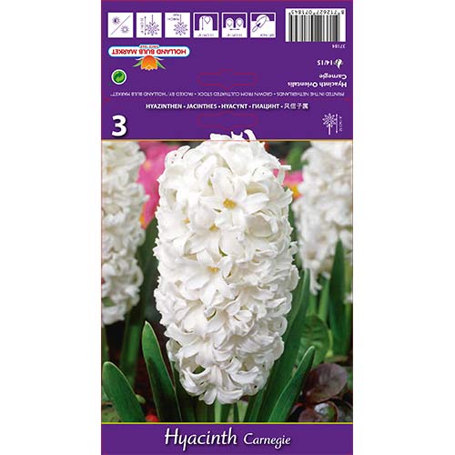 Hiacynt Carnegie interface.image 1 interface.art 67587