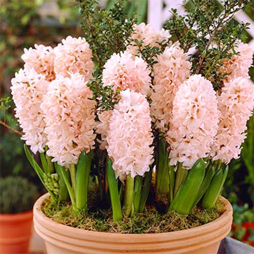 Hiacynt China Pink interface.image 1 interface.art 67595