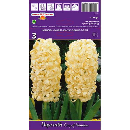 Hiacynt City of Haarlem interface.image 1 interface.art 67594