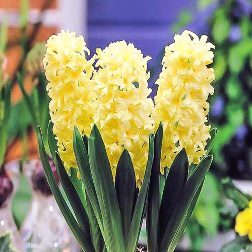 Hiacynt Gipsy Princess interface.art zdjęcie 1 Hiacynt Gipsy Princess interface.image 1 interface.art 67364