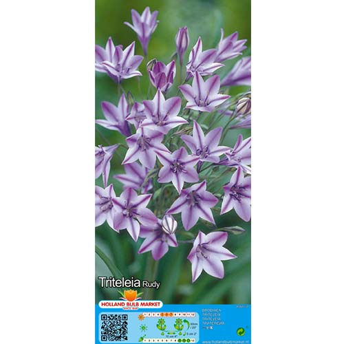 Hiacynt kalifornijski (Triteleia) Rudy interface.art zdjęcie 1 Hiacynt kalifornijski (Triteleia) Rudy interface.image 1 interface.art 67680