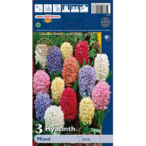 Hiacynt, mix kolorów interface.image 1 interface.art 68057