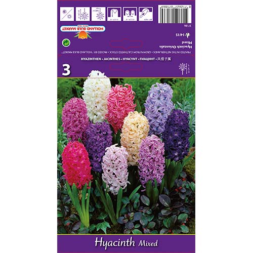 Hiacynt Spring Palette, mix kolorów interface.image 1 interface.art 67598