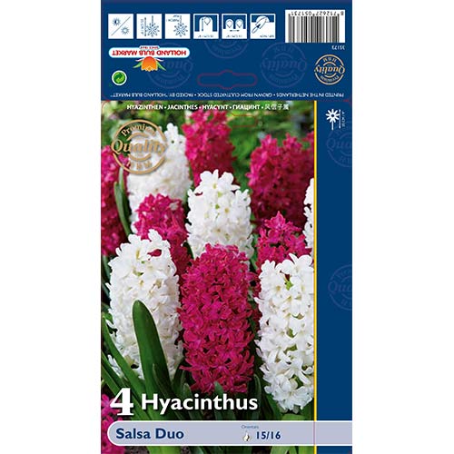 Hiacynt Salsa Duo, mix kolorów interface.image 1 interface.art 68011