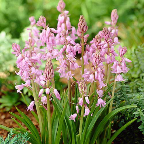 Hiacyntowiec hiszpański Pink interface.image 1 interface.art 67369