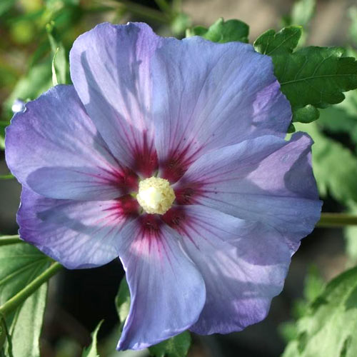 Hibiskus (Ketmia syryjska) Blue Satin interface.image 2 interface.art 9020