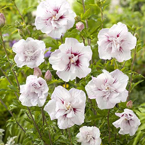 Hibiskus China Chiffon interface.image 1 interface.art 77811