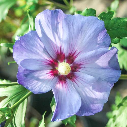 Hibiskus (Ketmia syryjska) Azurri interface.art zdjęcie 1 Hibiskus (Ketmia syryjska) Azurri interface.image 1 interface.art 3948