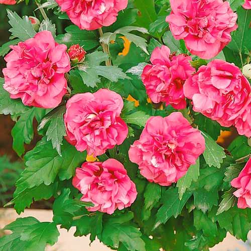 Hibiskus (Ketmia syryjska) Duc de Brabant, P9 interface.image 1 interface.art 9021