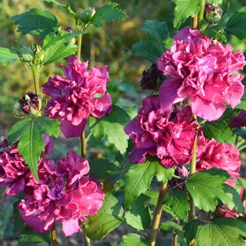 Hibiskus (Ketmia syryjska) French Cabaret Red interface.image 1 interface.art 5603