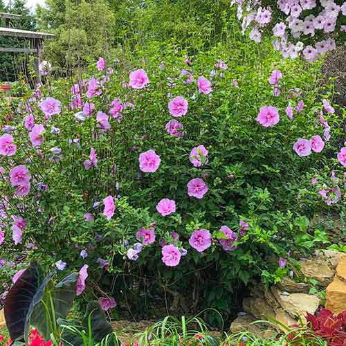 Hibiskus (Ketmia syryjska) Lavander Chiffon interface.image 1 interface.art 5604