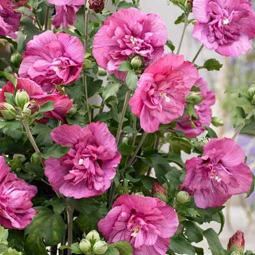 Hibiskus Magenta Chiffon interface.image 1 interface.art 76643