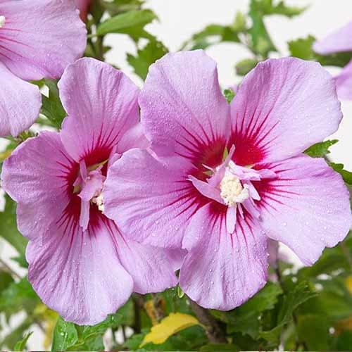 Hibiskus (Ketmia syryjska) Maike, С2 interface.art zdjęcie 1 Hibiskus (Ketmia syryjska) Maike, С2 interface.image 1 interface.art 9667