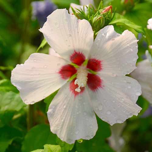 Hibiskus (Ketmia syryjska) Mathilde interface.image 1 interface.art 4724