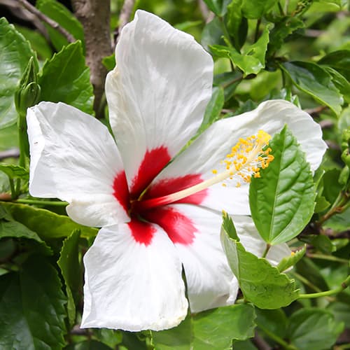 Hibiskus (Ketmia syryjska) Red heart, P9 interface.image 1 interface.art 9022