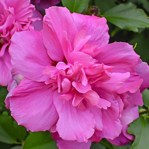 Hibiskus (Ketmia syryjska) Sanchoyo, С2 interface.art zdjęcie 1 Hibiskus (Ketmia syryjska) Sanchoyo, С2 interface.image 1 interface.art 9668