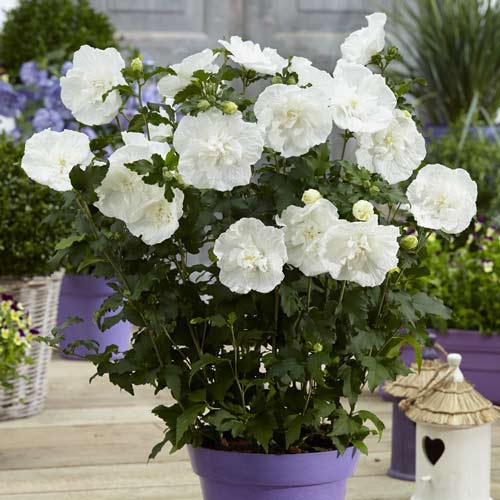 Hibiskus (Ketmia syryjska) White Chiffon interface.image 1 interface.art 9519