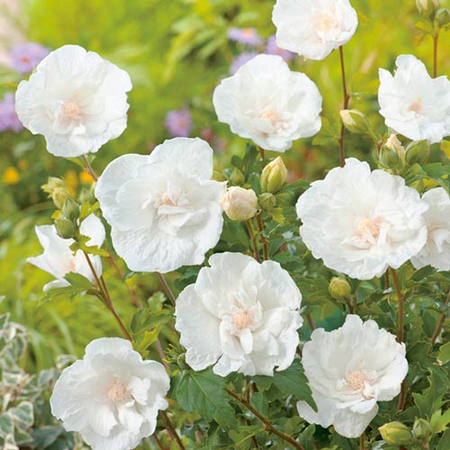 Hibiskus (Ketmia syryjska) White Chiffon interface.image 2 interface.art 9519