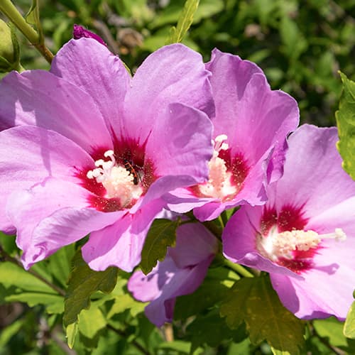 Hibiskus (Ketmia syryjska) Woodbridge interface.art zdjęcie 1 Hibiskus (Ketmia syryjska) Woodbridge interface.image 1 interface.art 4725