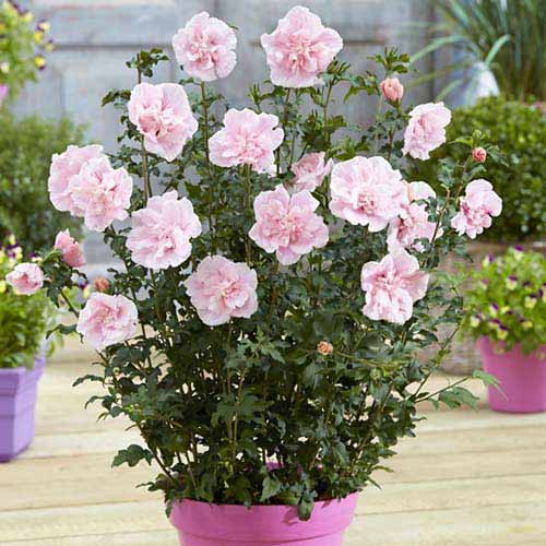 Hibiskus Pink Chiffon interface.image 1 interface.art 76644