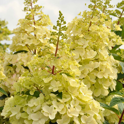 Hortensja bukietowa Candlelight interface.image 1 interface.art 9037