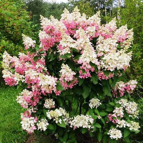 Hortensja bukietowa Confetti interface.image 1 interface.art 4054