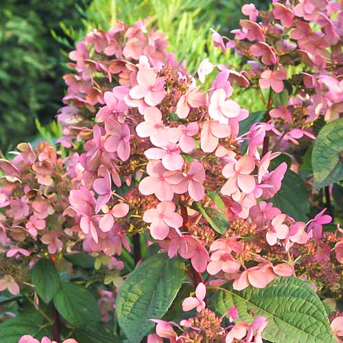 Hortensja bukietowa Early Sensation interface.image 1 interface.art 9568