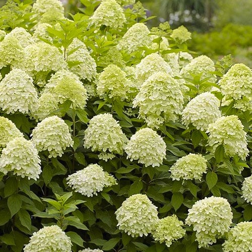 Hydrangea panic. Limelight, С2 interface.art zdjęcie 1 Hydrangea panic. Limelight, С2 interface.image 1 interface.art 8222