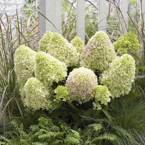 Hydrangea panic. Little Fresco, С2 interface.image 1 interface.art 8223