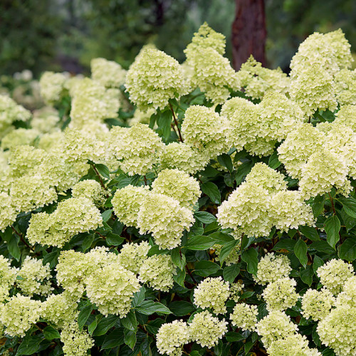 Hortensja bukietowa Little Lime interface.image 2 interface.art 9042