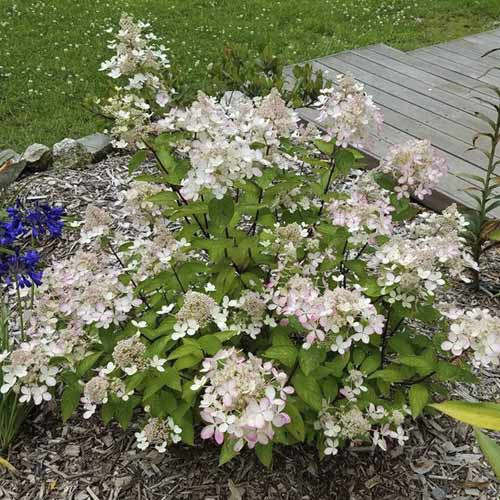 Hortensja bukietowa Pastelgreen, С4,5 interface.image 1 interface.art 7721