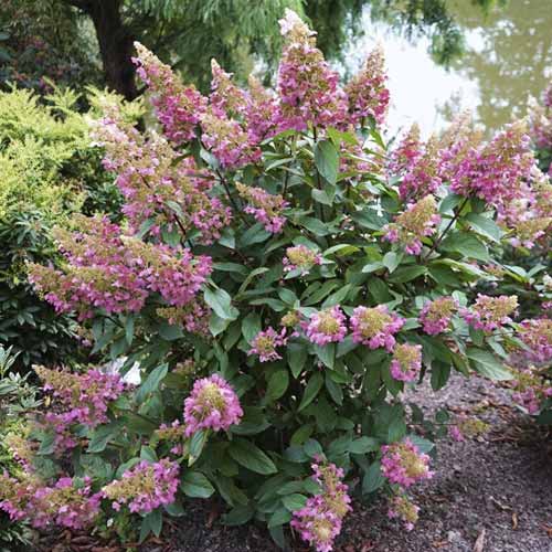 Hortensja bukietowa Pinky Winky ® PBR, С7,5 interface.image 1 interface.art 8548