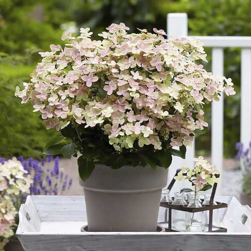 Hydrangea panic. Polestar, С2 interface.image 1 interface.art 8226