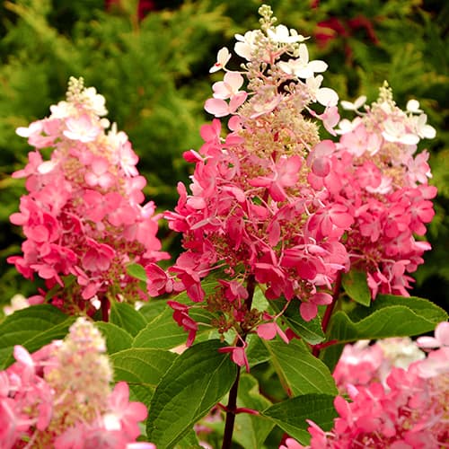 Hortensja bukietowa Red Star, Р9 interface.image 1 interface.art 5647