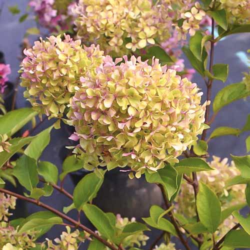 Hortensja bukietowa Romantic ace, С4,5 interface.image 1 interface.art 7723