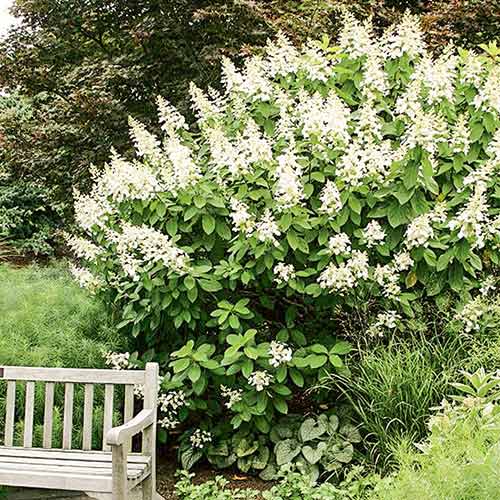 Hortensja bukietowa Tardiva interface.image 1 interface.art 4057