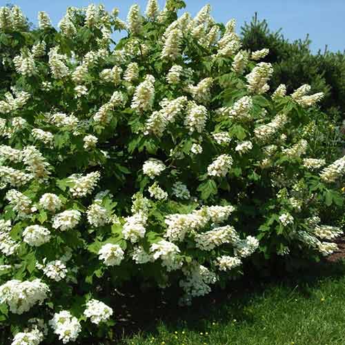 Hortensja dębolistna Ice Crystal interface.image 1 interface.art 4455