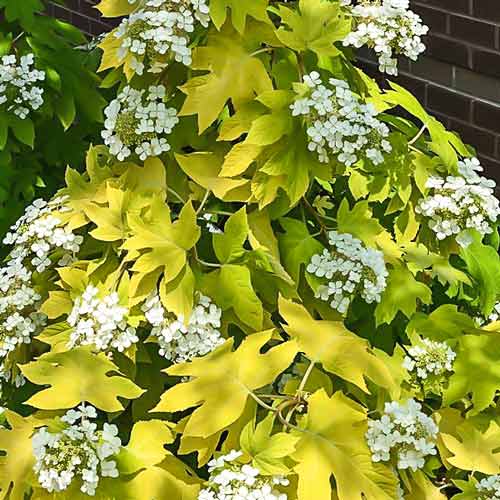 Hortensja dębolistna Little Honey interface.image 1 interface.art 9123