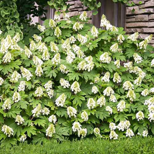 Hortensja dębolistna Snow Queen interface.image 1 interface.art 9122