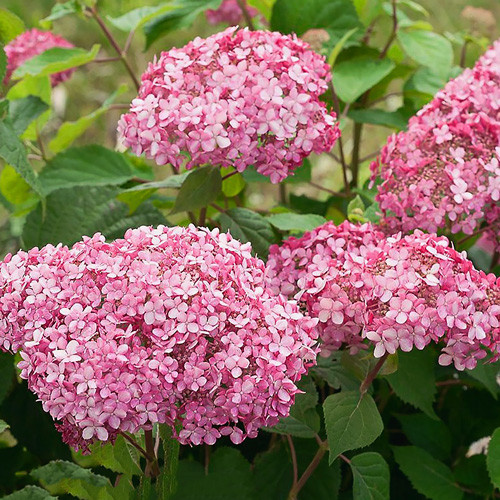 Hortensja krzewiasta Bella Anna interface.image 1 interface.art 9565