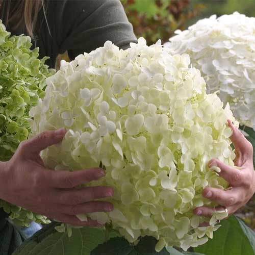 Hortensja krzewiasta Strong Annabelle interface.image 1 interface.art 5605