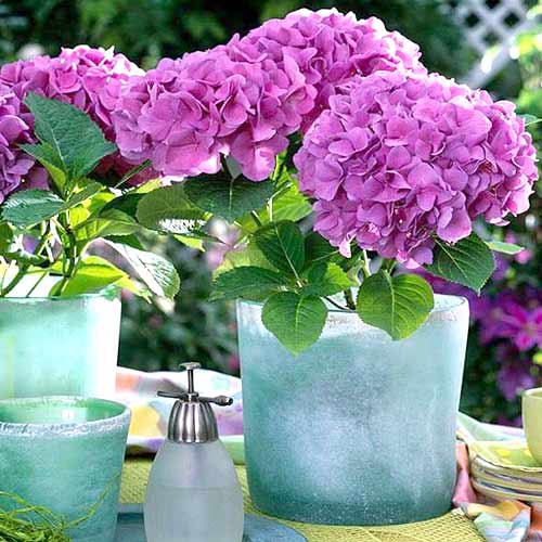 Hortensja ogrodowa Freudenstein interface.image 1 interface.art 4051